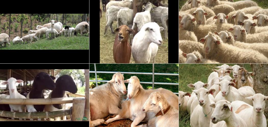 Listado de preguntas para una entrevista de Criador de ganado ovino